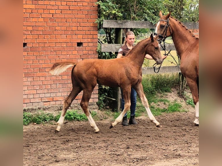 Oldenburg Stallion Foal (04/2025) 16 hh Chestnut-Red in Hilgermissen