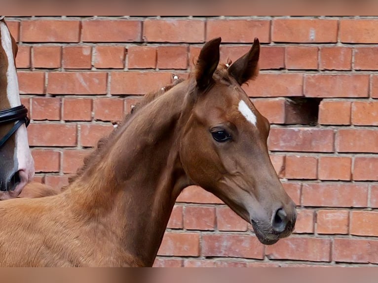 Oldenburg Stallion Foal (04/2025) 16 hh Chestnut-Red in Hilgermissen