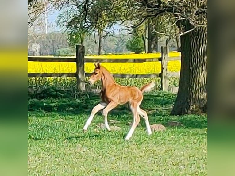 Oldenburg Stallion Foal (04/2025) 16 hh Chestnut-Red in Hilgermissen