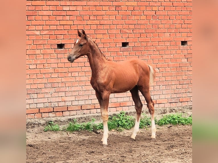 Oldenburg Stallion Foal (04/2025) 16 hh Chestnut-Red in Hilgermissen