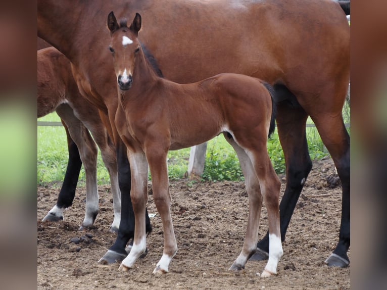 Oldenburg Stallion Foal (04/2025) 16,1 hh Bay-Dark in Bramsche Oldenburg Stallion Foal (04/2025) 16,1 hh Bay-Dark in Bramsche