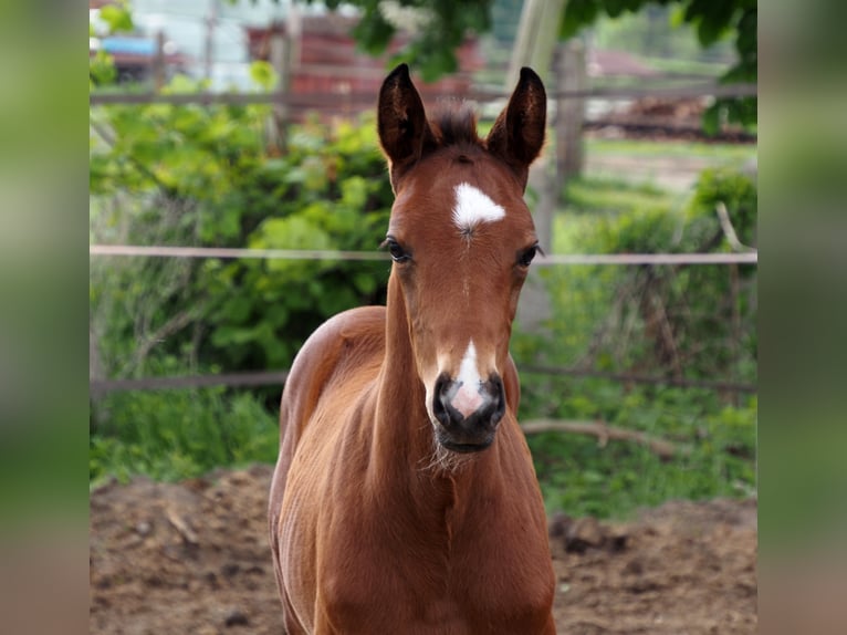 Oldenburg Stallion Foal (04/2025) 16,1 hh Bay-Dark in Bramsche Oldenburg Stallion Foal (04/2025) 16,1 hh Bay-Dark in Bramsche