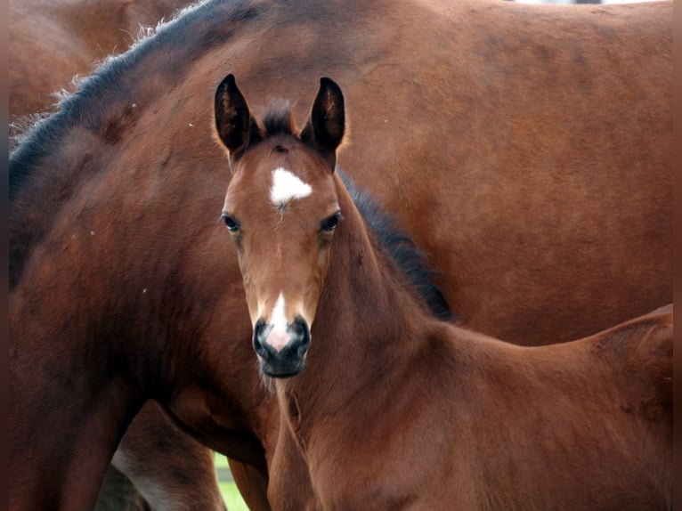 Oldenburg Stallion Foal (04/2025) 16,1 hh Bay-Dark in Bramsche Oldenburg Stallion Foal (04/2025) 16,1 hh Bay-Dark in Bramsche