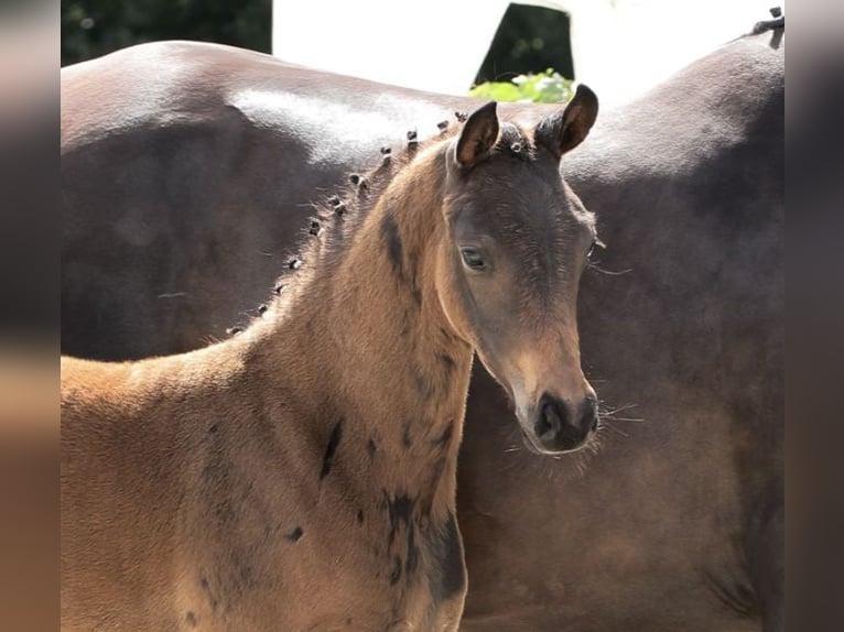 Oldenburg Stallion  16,1 hh Bay-Dark in Wardenburg