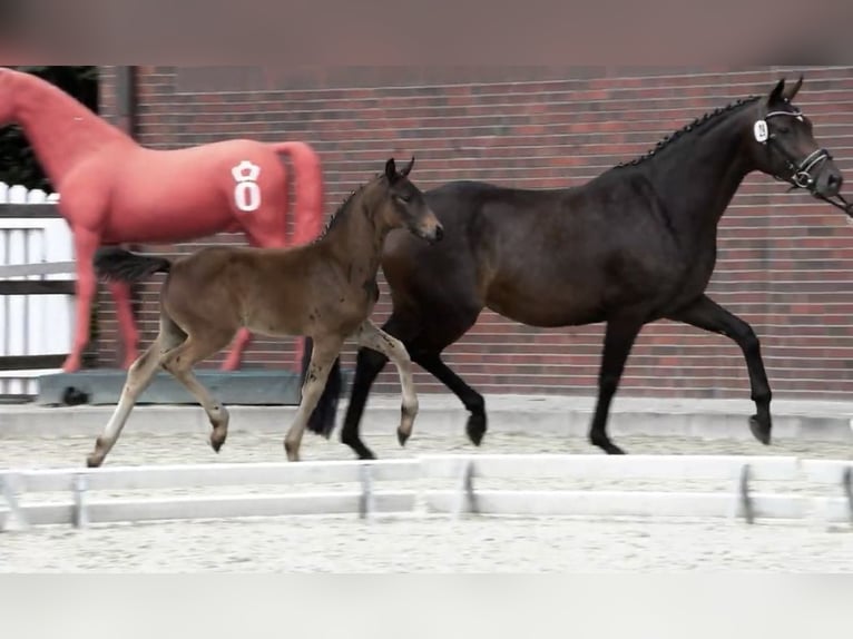 Oldenburg Stallion  16,1 hh Bay-Dark in Wardenburg