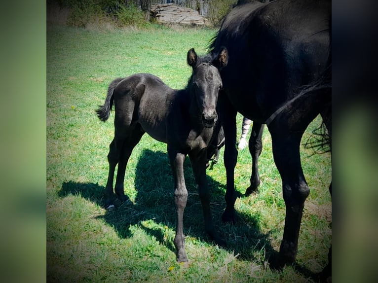Oldenburg Stallion  16,1 hh Black in Weitra