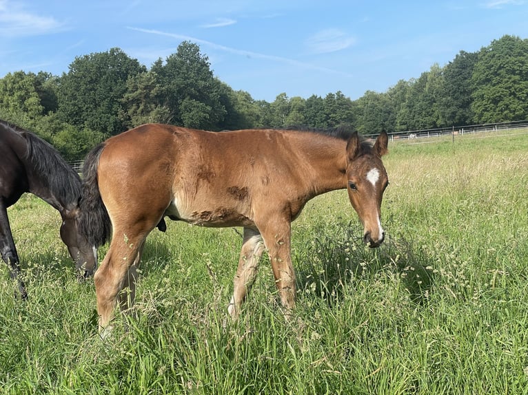 Oldenburg Stallion  16,1 hh Brown in Bergen