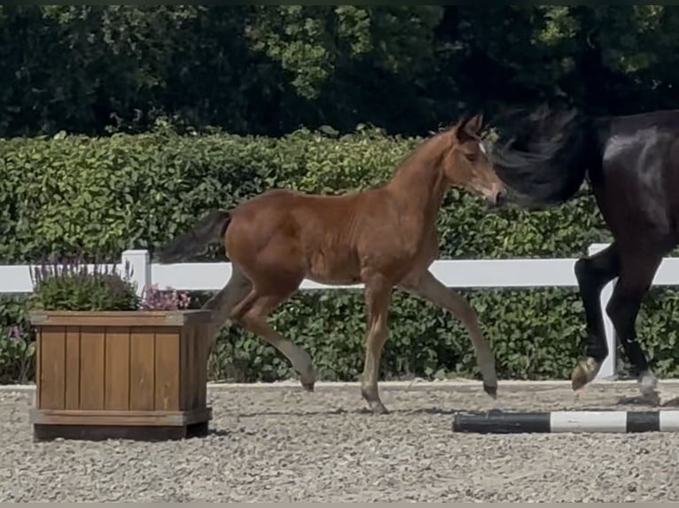 Oldenburg Stallion  16,1 hh Brown in Bergen
