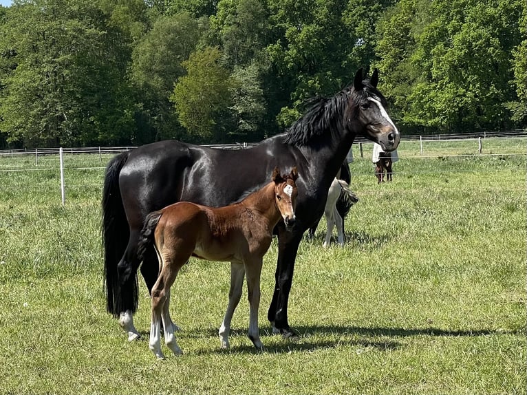 Oldenburg Stallion  16,1 hh Brown in Bergen