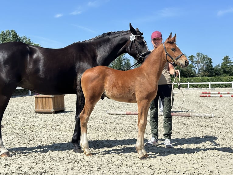 Oldenburg Stallion  16,1 hh Brown in Bergen
