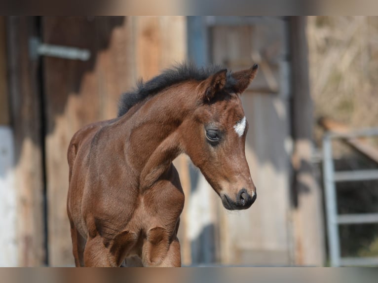 Oldenburg Stallion Foal (03/2025) 16,1 hh Brown in Burgebrach