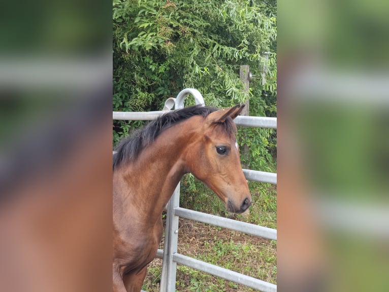 Oldenburg Stallion Foal (03/2025) 16,1 hh Brown in Burgebrach