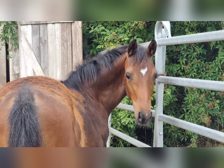 Oldenburg Stallion Foal (03/2025) 16,1 hh Brown in Burgebrach