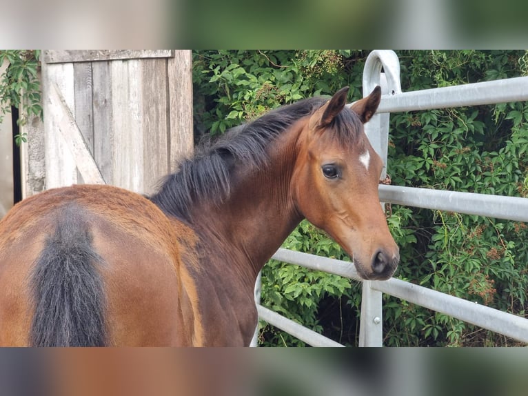 Oldenburg Stallion Foal (03/2025) 16,1 hh Brown in Burgebrach