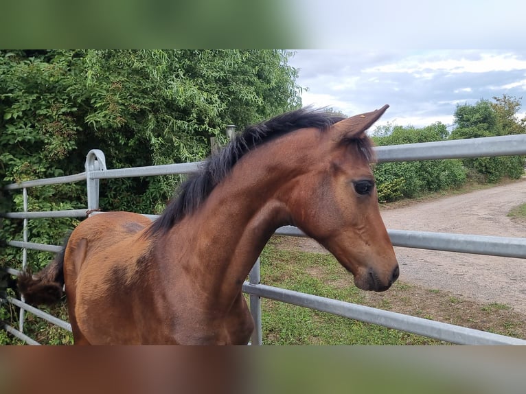 Oldenburg Stallion Foal (03/2025) 16,1 hh Brown in Burgebrach