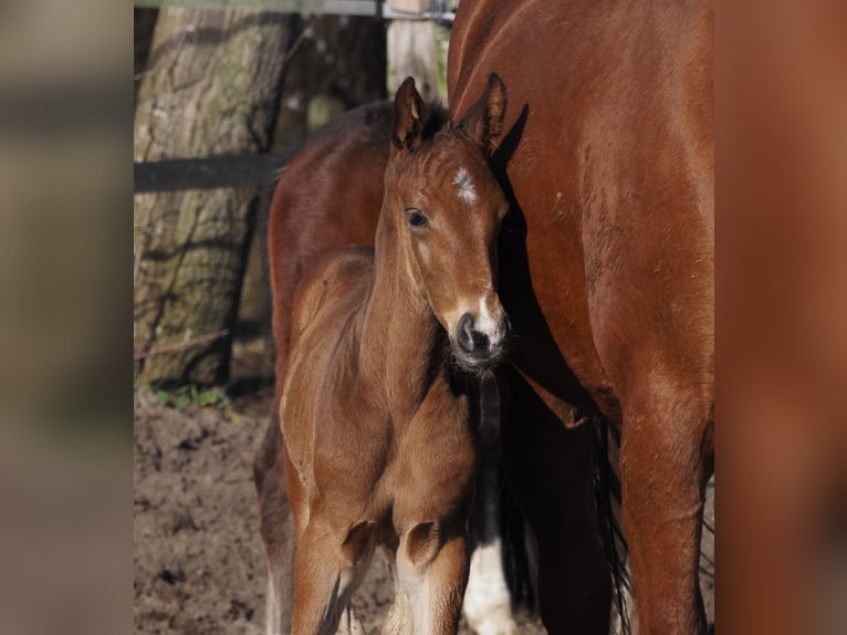 Oldenburg Stallion Foal (02/2025) 16,1 hh Brown-Light in Bramsche Oldenburg Stallion Foal (02/2025) 16,1 hh Brown-Light in Bramsche
