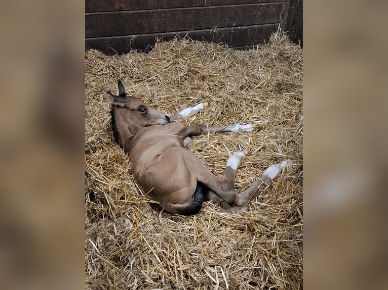 Oldenburg Stallion Foal (06/2025) 16,1 hh Buckskin in Seth