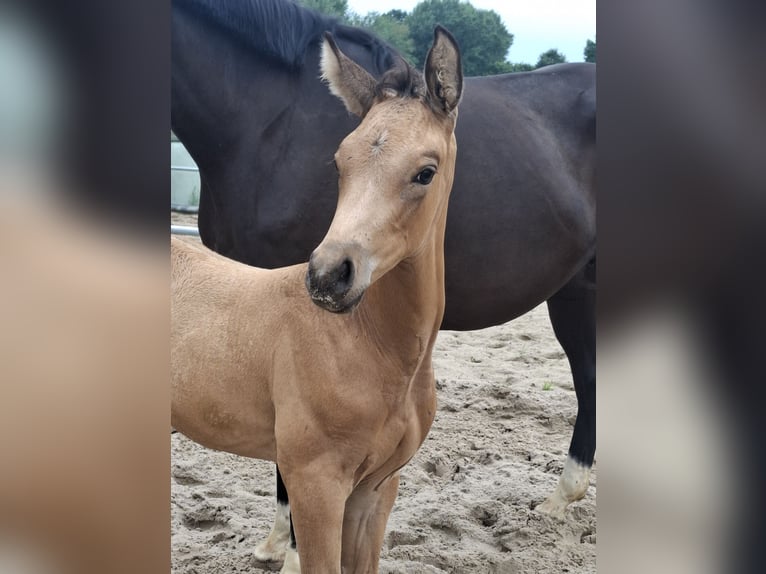 Oldenburg Stallion Foal (06/2025) 16,1 hh Buckskin in Seth