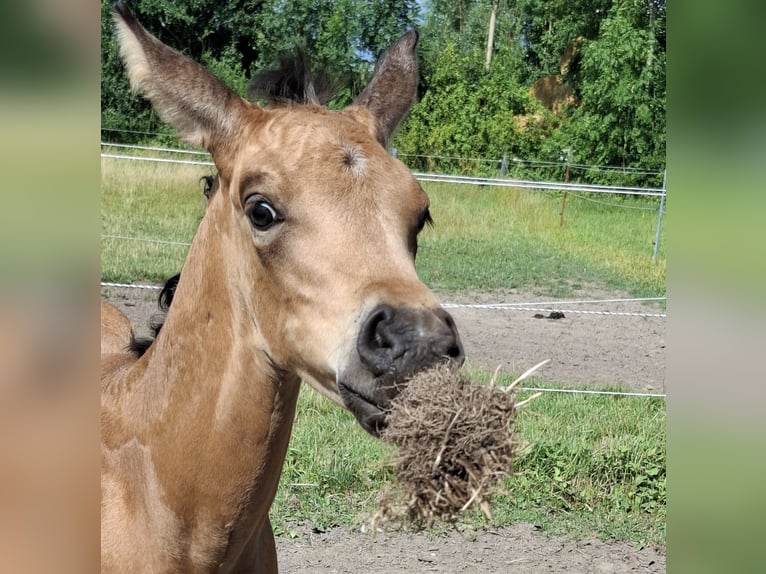 Oldenburg Stallion Foal (06/2025) 16,1 hh Buckskin in Seth