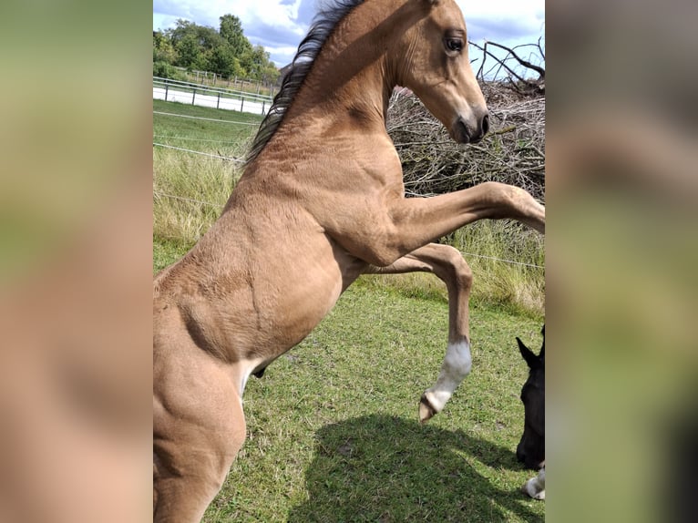 Oldenburg Stallion Foal (06/2025) 16,1 hh Buckskin in Seth