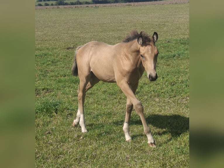 Oldenburg Stallion Foal (06/2025) 16,1 hh Buckskin in Seth