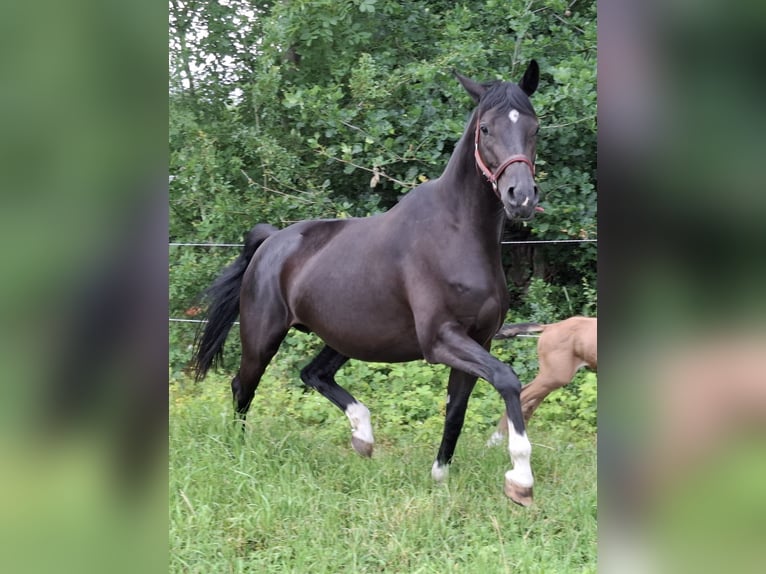 Oldenburg Stallion Foal (06/2025) 16,1 hh Buckskin in Seth