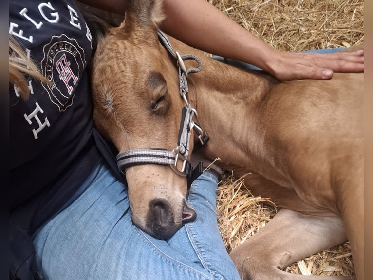 Oldenburg Stallion Foal (06/2025) 16,1 hh Buckskin in Seth