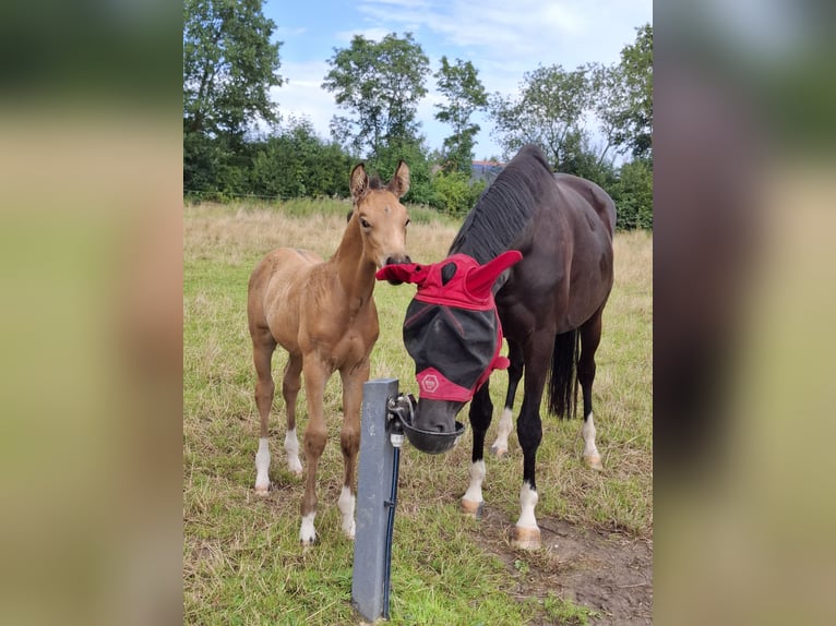 Oldenburg Stallion Foal (06/2025) 16,1 hh Buckskin in Seth