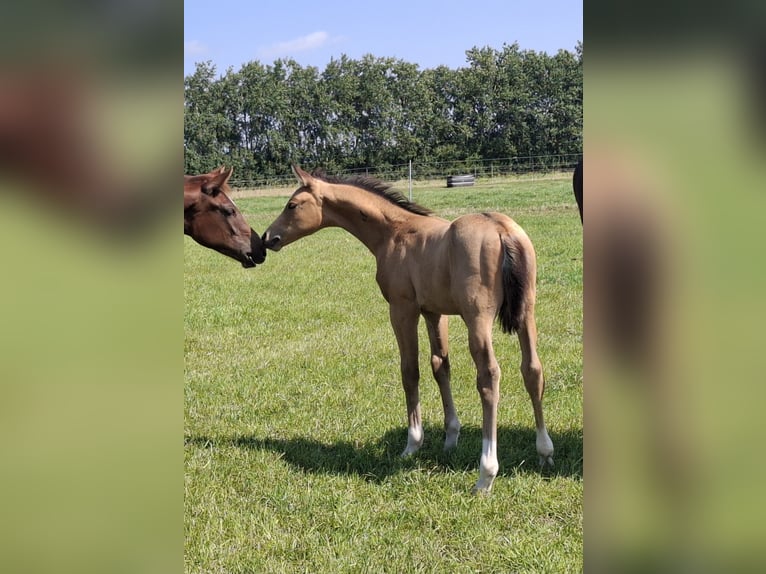 Oldenburg Stallion Foal (06/2025) 16,1 hh Buckskin in Seth