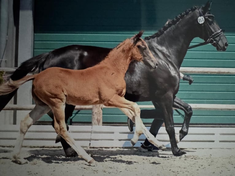 Oldenburg Stallion Foal (04/2025) 16,1 hh Chestnut in NordhornNordhorn