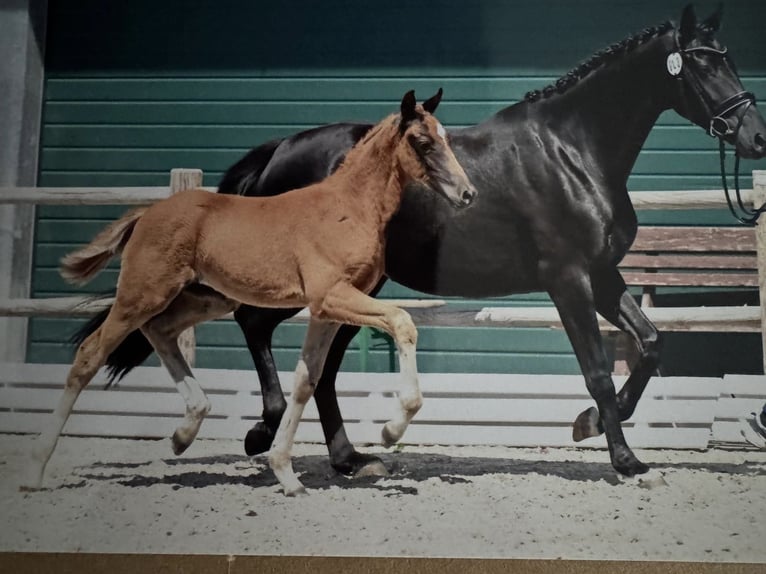 Oldenburg Stallion Foal (04/2025) 16,1 hh Chestnut in NordhornNordhorn