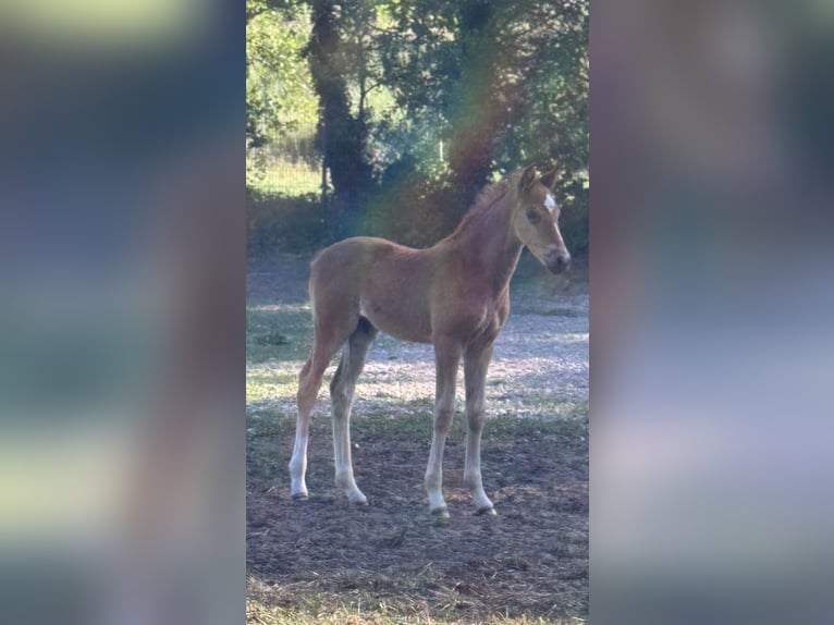 Oldenburg Stallion 16,1 hh Chestnut in NordhornNordhorn Oldenburg Stallion 16,1 hh Chestnut in NordhornNordhorn