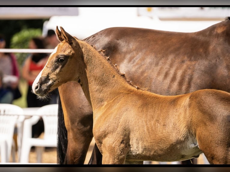 Oldenburg Stallion Foal (05/2025) 16,1 hh Chestnut in Helmsdorf