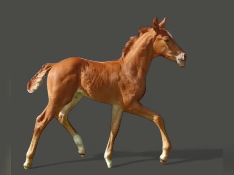 Oldenburg Stallion Foal (05/2025) 16,1 hh Chestnut in Hude (Oldenburg)