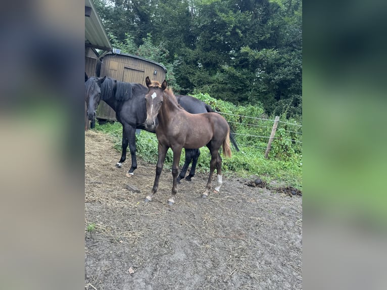 Oldenburg Stallion Foal (04/2025) 16,1 hh Chestnut in Nordhorn