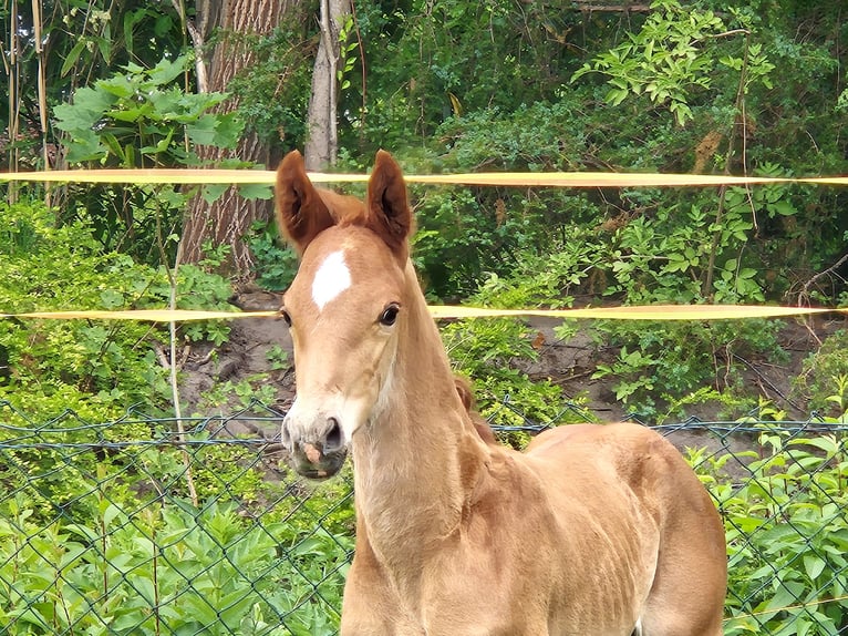 Oldenburg Stallion  16,1 hh Chestnut-Red in Drentwede
