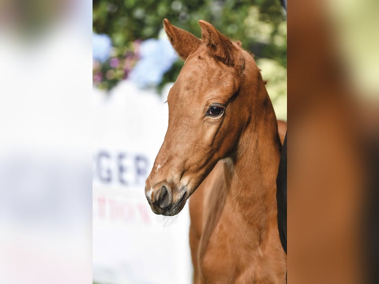 Oldenburg Stallion Foal (03/2026) 16,1 hh  in Hetzerath