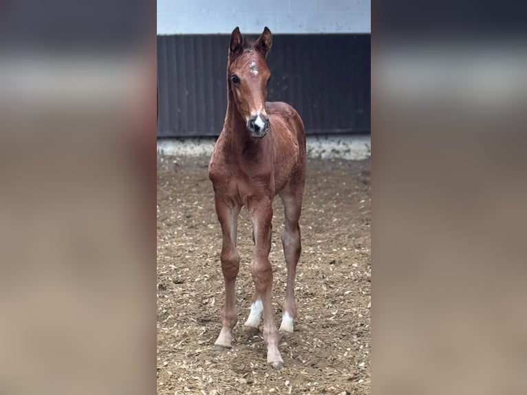 Oldenburg Stallion Foal (02/2025) 16,1 hh in Bramsche