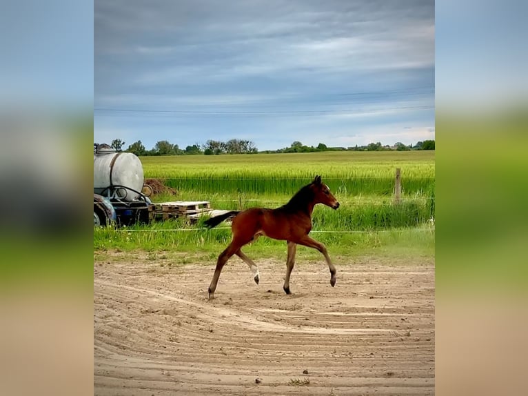 Oldenburg Stallion Foal (05/2025) 16,2 hh Bay-Dark in Usedom