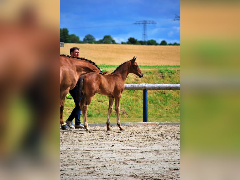 Oldenburg Stallion Foal (05/2025) 16,2 hh Bay-Dark in Usedom
