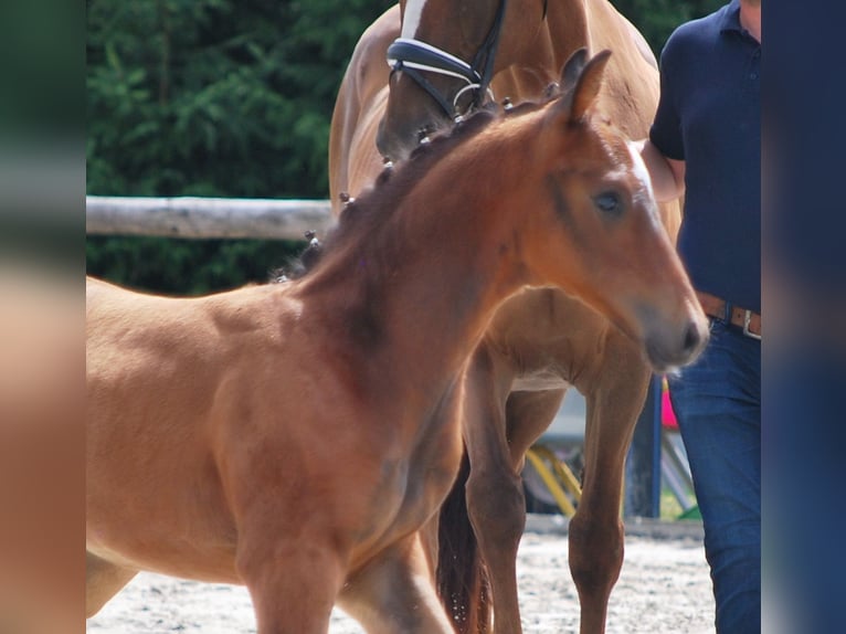 Oldenburg Stallion Foal (05/2025) 16,2 hh Bay-Dark in Usedom