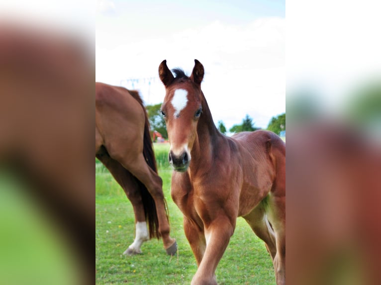 Oldenburg Stallion Foal (05/2025) 16,2 hh Bay-Dark in Usedom