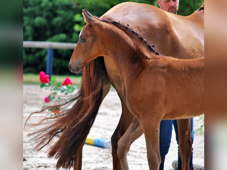 Oldenburg Stallion Foal (05/2025) 16,2 hh Bay-Dark in Usedom