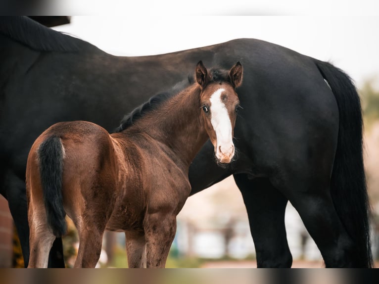 Oldenburg Stallion  16,2 hh Bay-Dark in GehrdE