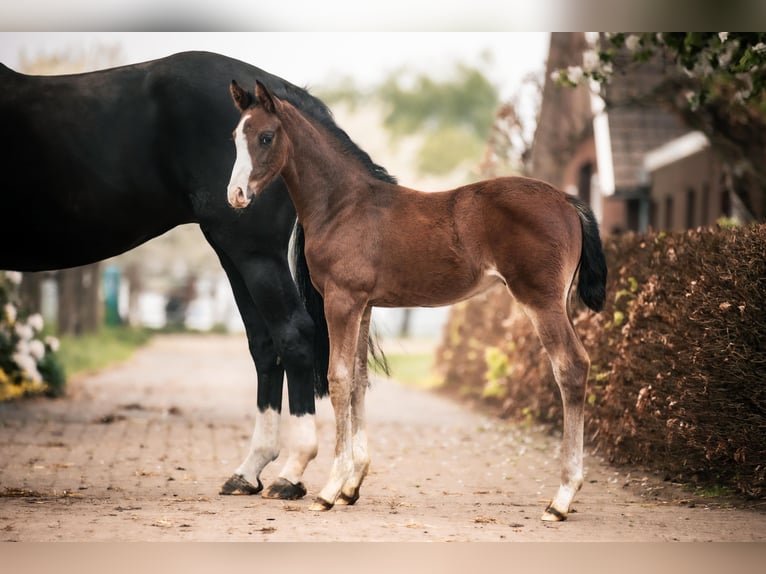 Oldenburg Stallion  16,2 hh Bay-Dark in GehrdE