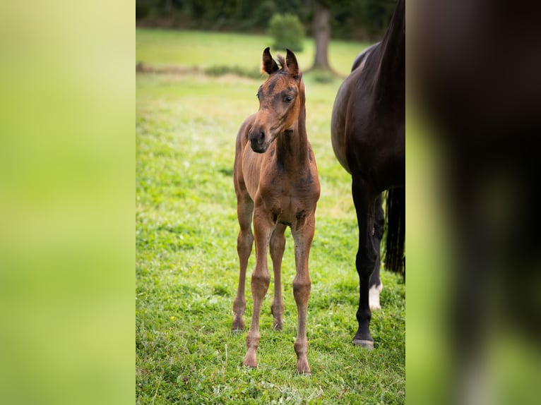 Oldenburg Stallion Foal (06/2025) 16,2 hh Bay-Dark in Friedeburg /Marx