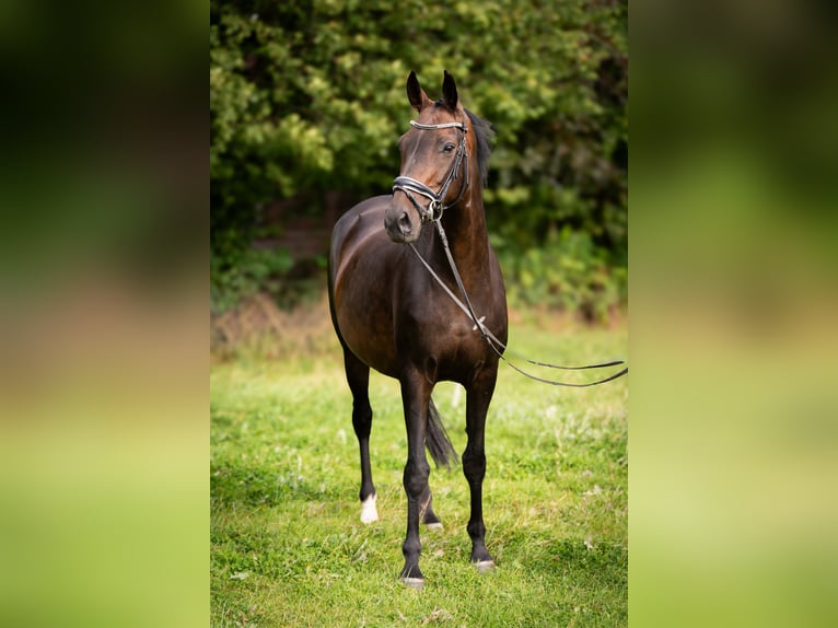 Oldenburg Stallion Foal (06/2025) 16,2 hh Bay-Dark in Friedeburg /Marx