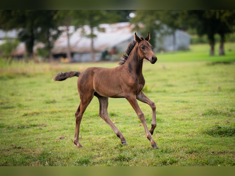 Oldenburg Stallion Foal (06/2025) 16,2 hh Bay-Dark in Friedeburg /Marx