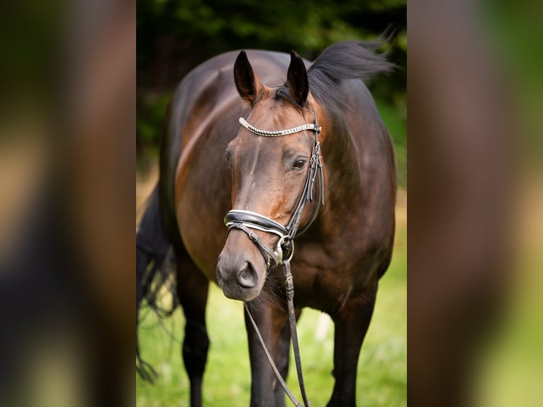 Oldenburg Stallion Foal (06/2025) 16,2 hh Bay-Dark in Friedeburg /Marx
