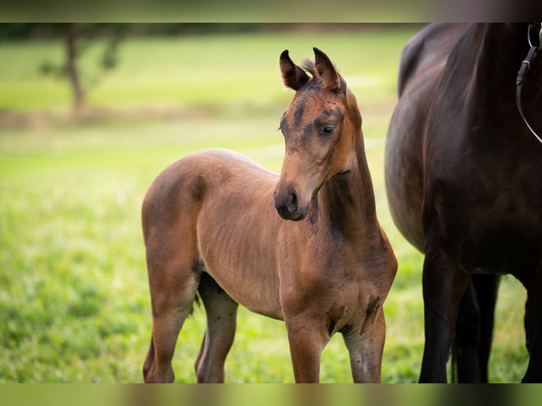 Oldenburg Stallion Foal (06/2025) 16,2 hh Bay-Dark in Friedeburg /Marx